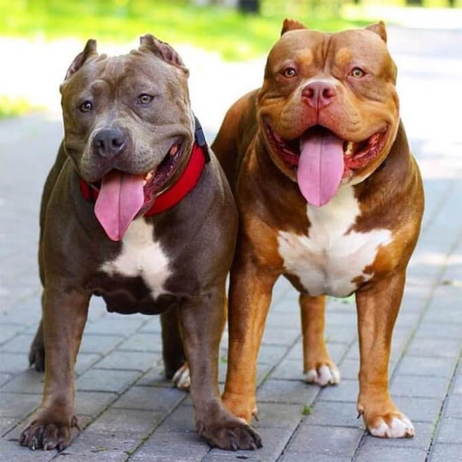 Giống chó Pitbull với cảnh báo NGUY HIỂM - Ảnh 7.