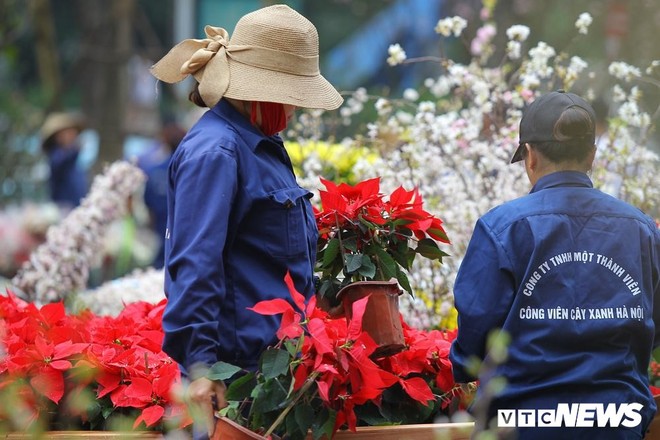 Ảnh: 40.000 cành hoa anh đào chuyển từ Nhật Bản tới Hà Nội - Ảnh 10.