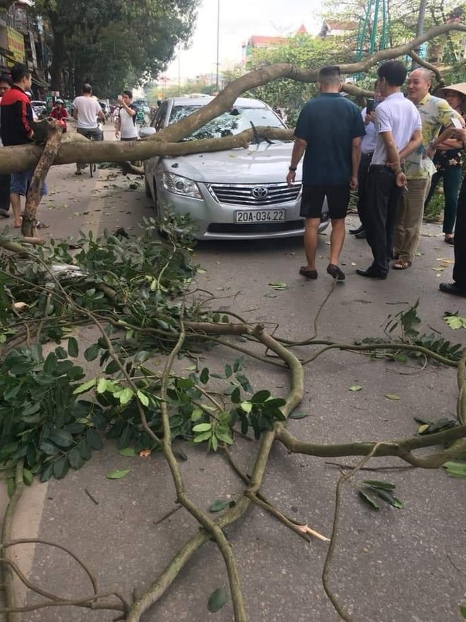 Cành cây gẫy đè trúng 2 ô tô trên đường, khoảnh khắc tài xế thoát nạn khiến bao người thở phào - Ảnh 4.
