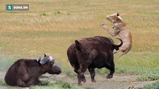 Sáu con sư tử cái cũng hốt hoảng bỏ con mồi khi thoáng thấy bóng đen lao đến - Ảnh 1.