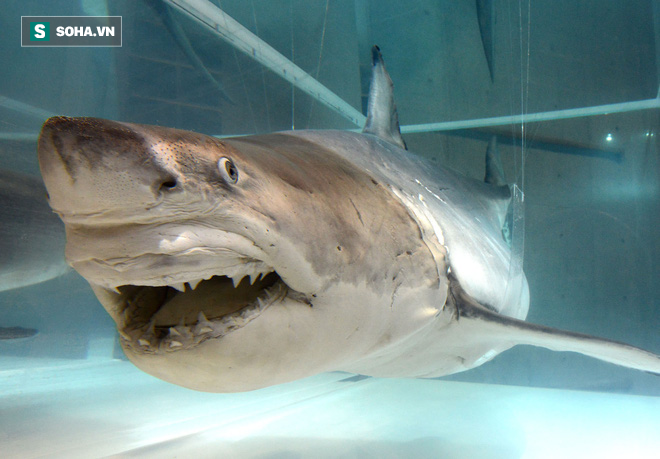 Bất ngờ bắt được con cá mập trắng lớn hiếm thấy nặng hơn 300kg - Ảnh 1.