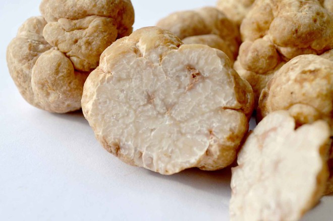Nấm truffle: Nguyên liệu được xưng tụng là thần thánh của các nhà hàng hạng sang, có giá lên đến 1 tỷ cho khoảng 2 kg - Ảnh 1.