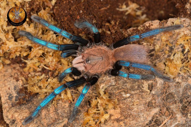 Tìm ra nhện khổng lồ màu ngọc sapphire, khoa học chưa kịp vui mừng đã có nguy cơ bị phạt nặng - Ảnh 1.