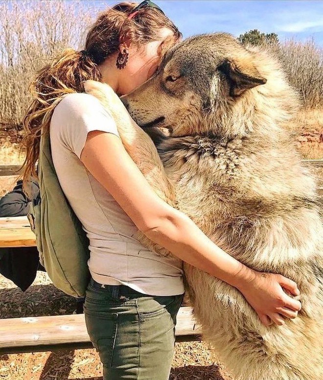 Chùm ảnh: 15 điều cần biết nếu bạn muốn nuôi một chú chó-lai-sói siêu đáng yêu trong nhà - Ảnh 3.