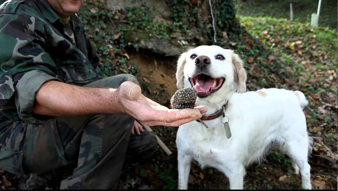 Nấm truffle: Nguyên liệu được xưng tụng là thần thánh của các nhà hàng hạng sang, có giá lên đến 1 tỷ cho khoảng 2 kg - Ảnh 3.