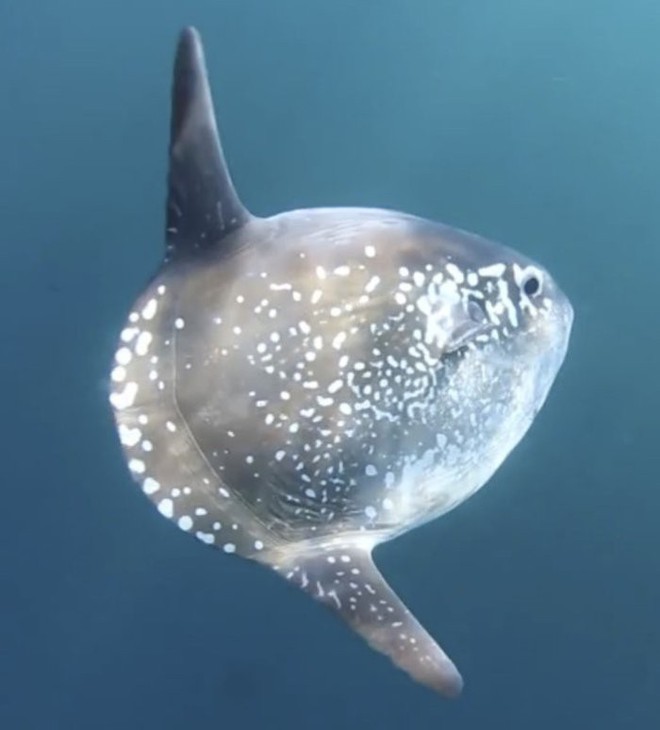 Cá thái dương trôi dạt vào bờ ở California, các nhà sinh vật thay đổi hoàn toàn suy nghĩ - Ảnh 3.