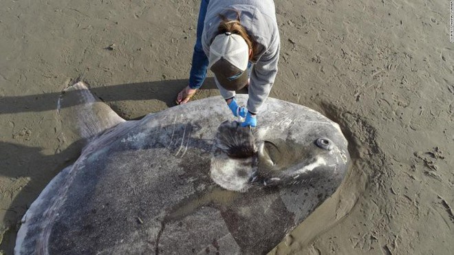 Cá thái dương trôi dạt vào bờ ở California, các nhà sinh vật thay đổi hoàn toàn suy nghĩ - Ảnh 2.