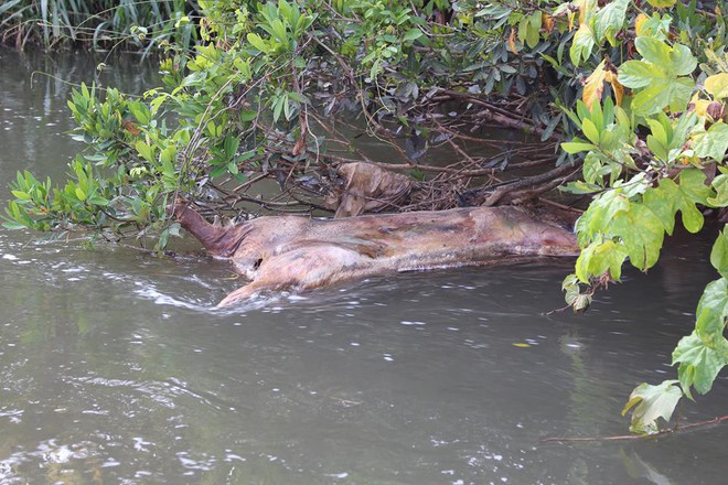 Xác lợn nổi đầy mặt suối ở Lâm Đồng - Ảnh 1.