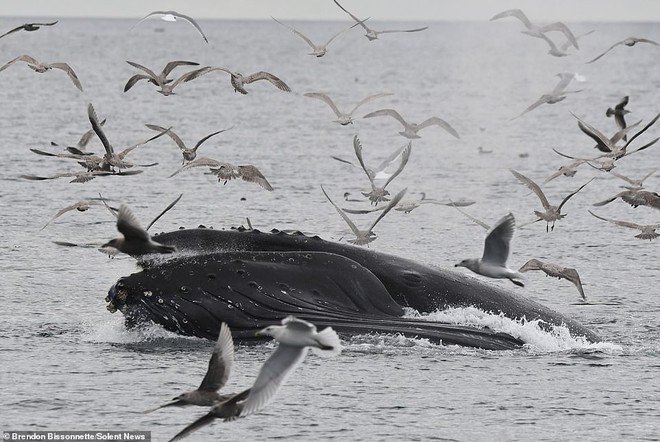 Cảnh tượng hiếm thấy: Bầy hải âu đang nhởn nhơ bay trên biển thì bị cá voi phóng lên lùa hết vào bụng - Ảnh 3.