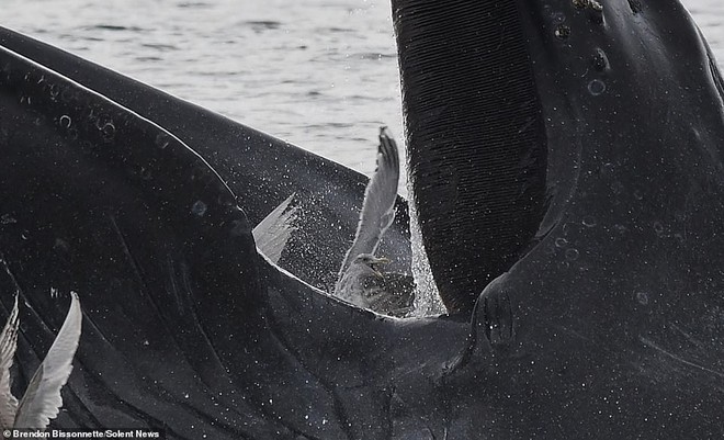 Cảnh tượng hiếm thấy: Bầy hải âu đang nhởn nhơ bay trên biển thì bị cá voi phóng lên lùa hết vào bụng - Ảnh 5.
