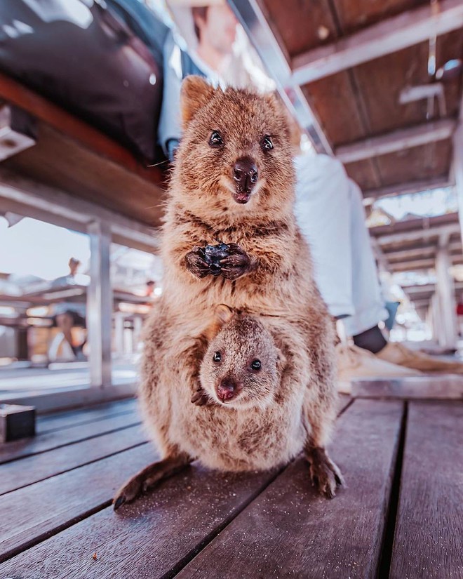 Bộ ảnh về Quokka - loài thú luôn mỉm cười, được mệnh danh là hạnh phúc nhất Trái Đất sẽ làm bạn quên hết muộn phiền - Ảnh 1.