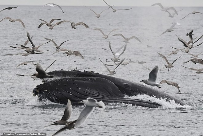 Cá voi lưng gù phi thân thẳng đứng nuốt trọn bầy hải âu - Ảnh 1.