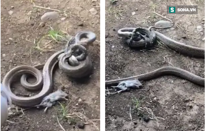 Cuộc chiến tay ba hiếm thấy giữa trăn, rắn và chuột: Kết thúc rất bất ngờ - Ảnh 1.