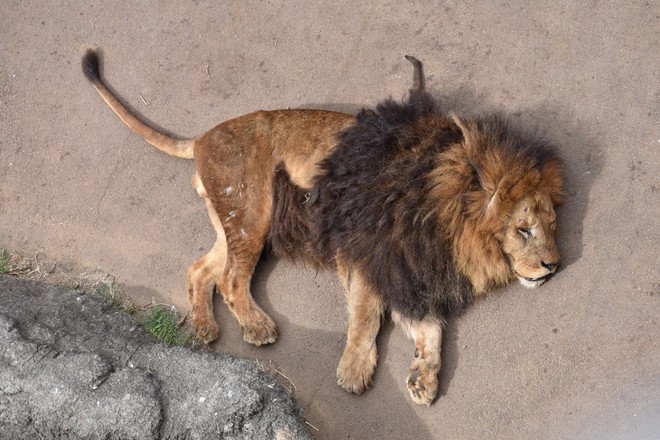 Sư tử đực nằm im cho 6 sư tử cái chăm sóc: Sự thật đằng sau khiến nhiều người xót xa  - Ảnh 4.