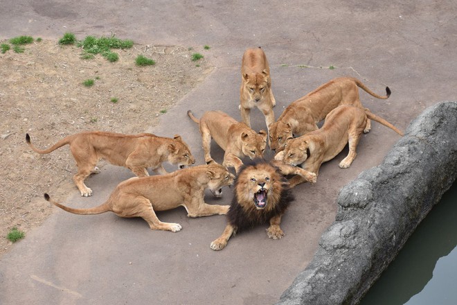 Sư tử đực nằm im cho 6 sư tử cái chăm sóc: Sự thật đằng sau khiến nhiều người xót xa  - Ảnh 6.