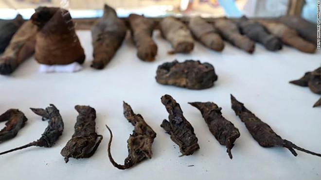 Bí ẩn hàng chục xác ướp chuột trong ngôi mộ cổ ở Ai Cập - Ảnh 4.