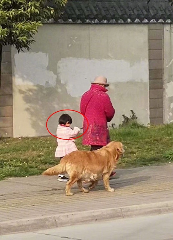 Nhìn xa tưởng cảnh bà cháu dắt chó đi dạo, nào ngờ đến gần dân tình lại được phen cười bò khi phát hiện sự thật - Ảnh 3.