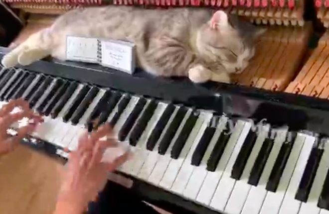 Chủ nhân clip mèo béo trên dương cầm đang lan truyền dữ dội khắp thế giới là người Việt! - Ảnh 2.