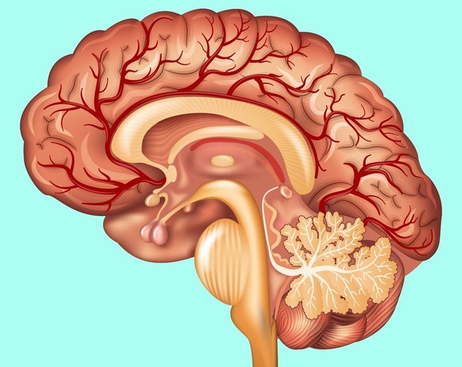 Não người có bộ nhớ ngang siêu máy tính, dạ dày thì ăn mòn được cả kim loại - Ảnh 4.