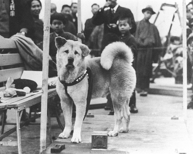 Cô chó Akita nổi tiếng trên MXH và được trao bằng khen vì cứu mạng cụ bà hơn 90 tuổi - Ảnh 6.
