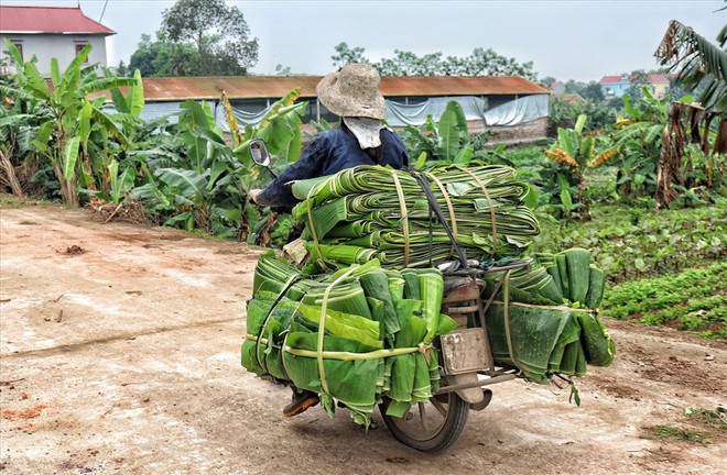 Lá chuối thay nilon, người dân kiếm bạc triệu từ nghề chặt lá chuối - Ảnh 11.