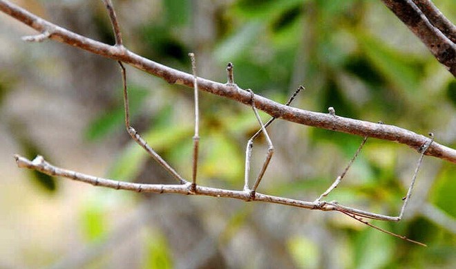 Loạt ảnh động vật gây lú mà bạn phải nhìn đi nhìn lại mới biết nó rốt cuộc là con gì - Ảnh 11.