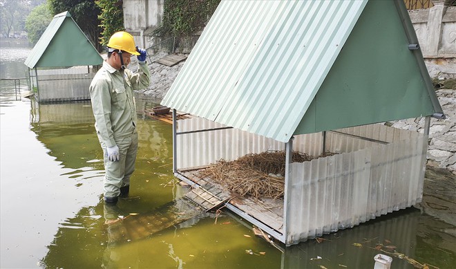 Trầm trồ thích thú xem đàn thiên nga đẻ trứng ở hồ Thiền Quang - Ảnh 4.