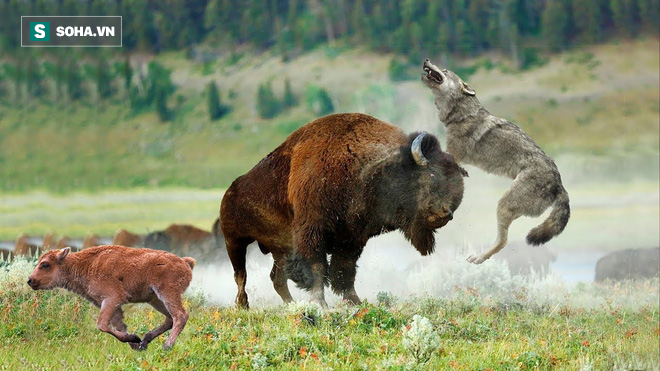 Bị cả đàn sói bao vây, bò rừng tung ra tuyệt chiêu đã thành danh của ngựa vằn - Ảnh 1.