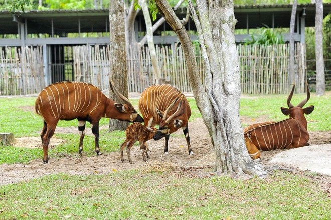 Thêm một con tê giác quý chào đời ở Vinpearl Safari Phú Quốc - Ảnh 5.