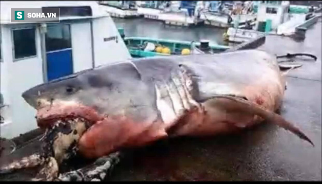 Cá mập trắng khổng lồ, nặng hơn 2 tấn chết nghẹn chỉ vì... tham ăn - Ảnh 1.