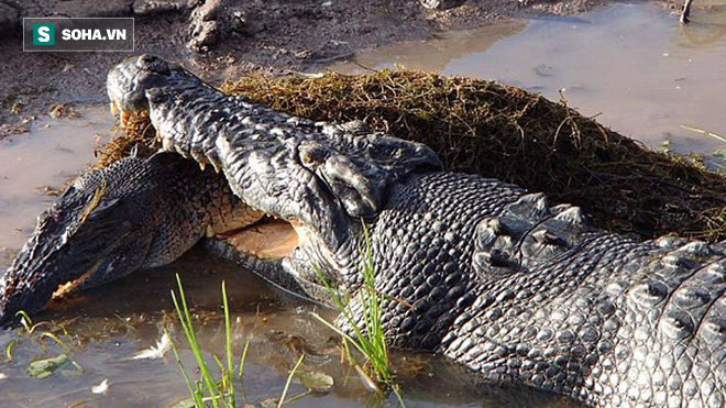 Video: Cá sấu manh động tấn công cả đồng loại để ăn thịt - Ảnh 1.
