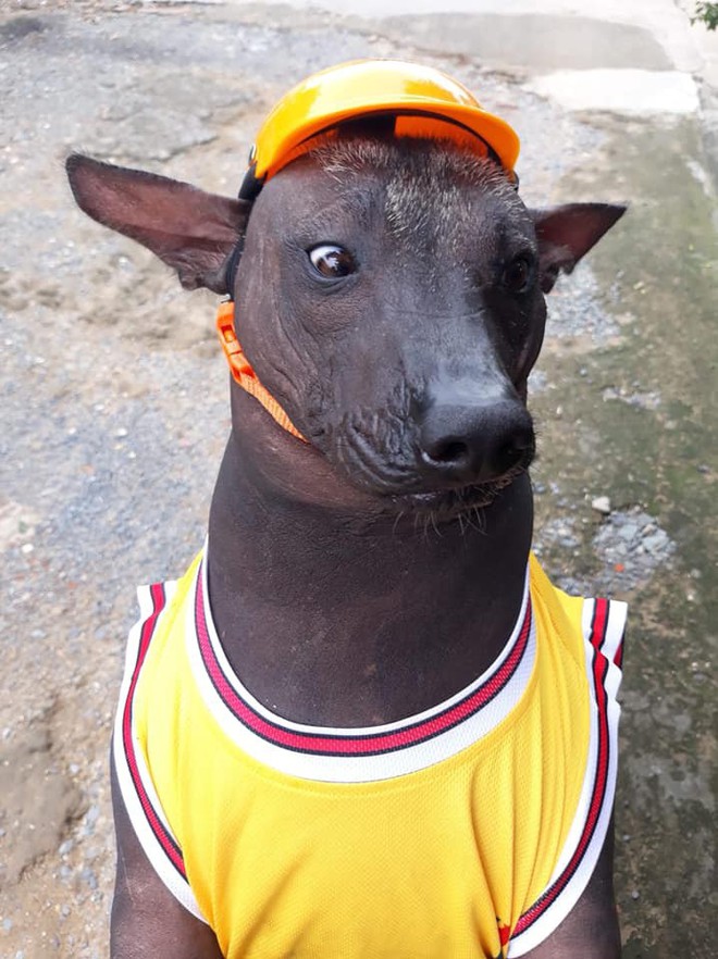 Câu chuyện tình bạn đáng yêu giữa bé chó xấu xí bị bỏ rơi và người mẹ đơn thân ở Sài Gòn - Ảnh 11.