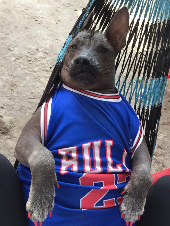 Câu chuyện tình bạn đáng yêu giữa bé chó xấu xí bị bỏ rơi và người mẹ đơn thân ở Sài Gòn - Ảnh 13.