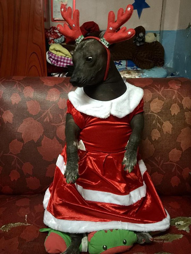 Câu chuyện tình bạn đáng yêu giữa bé chó xấu xí bị bỏ rơi và người mẹ đơn thân ở Sài Gòn - Ảnh 10.