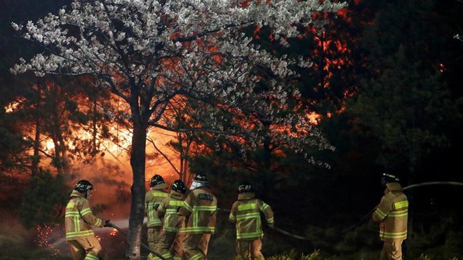 Ảnh, video: Đám cháy rừng lan rộng khiến Hàn Quốc ban bố tình trạng khẩn cấp quốc gia  - Ảnh 8.