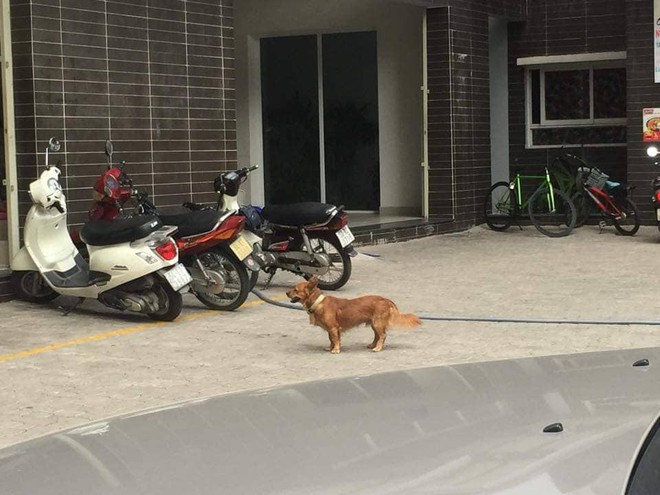 Dân sống ở chung cư Sài Gòn lo... bị chó cắn - Ảnh 1.