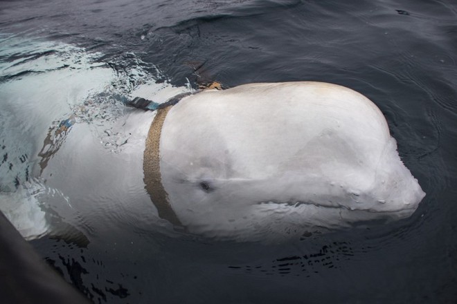 Na Uy phát hiện cá voi kỳ quái, nghi là vũ khí quân sự của Nga - Ảnh 1.