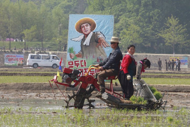 24h qua ảnh: Nông dân Triều Tiên cấy lúa bằng máy - Ảnh 2.