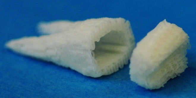 Không phải trồng răng giả nữa: Khoa học đã tìm ra cách giúp bạn mọc lại răng mới chỉ sau 2 tháng - Ảnh 1.