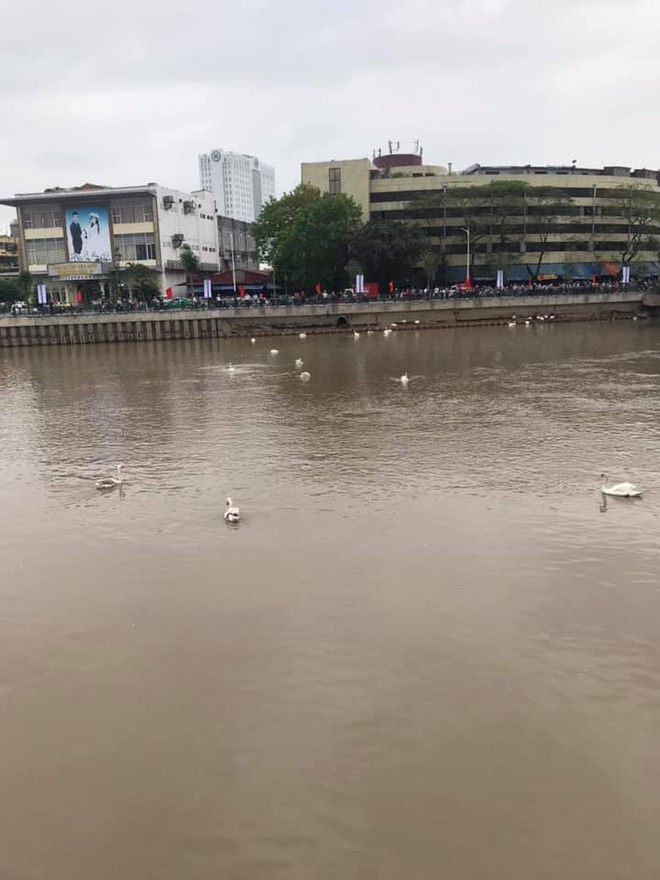 “Bờ sông thiên nga” Tam Bạc Hải Phòng khiến cư dân mạng ngã ngửa vì ảnh trên mạng với ngoài đời quá khác nhau - Ảnh 15.