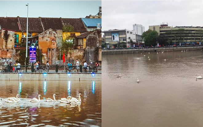 “Bờ sông thiên nga” Tam Bạc Hải Phòng khiến cư dân mạng ngã ngửa vì ảnh trên mạng với ngoài đời quá khác nhau - Ảnh 18.