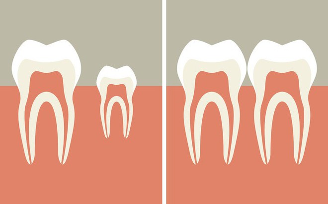 Không phải trồng răng giả nữa: Khoa học đã tìm ra cách giúp bạn mọc lại răng mới chỉ sau 2 tháng - Ảnh 3.