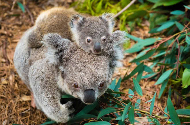 Khoa học tuyên bố gấu koala chính thức tuyệt chủng về chức năng nhưng điều đó có ý nghĩa gì? - Ảnh 2.