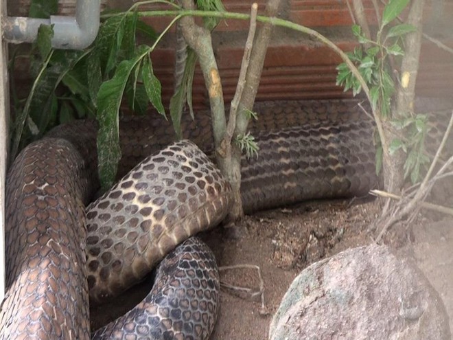 Cận cảnh cặp rắn khủng nặng 60kg, đầu to bằng nửa cục gạch vừa bắt được ở chân núi Cấm - Ảnh 6.