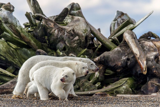 Loạt ảnh thiên nhiên đạt giải thưởng của Viện hàn lâm California: Chứa đựng cuộc sống hoang dã tàn khốc mà cảm động - Ảnh 1.