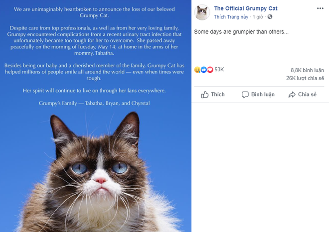 Grumpy Cat - cô mèo cáu kỉnh nhất thế giới với hơn 8 triệu người theo dõi đã qua đời - Ảnh 2.