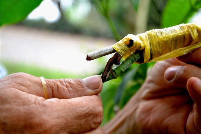 Lão nông Đồng Tháp gây ngạc nhiên với xoài kiểng độc lạ - Ảnh 3.