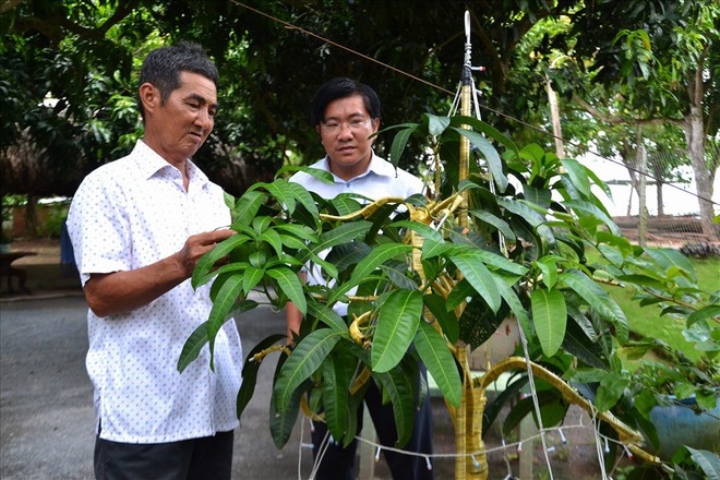 Lão nông Đồng Tháp gây ngạc nhiên với xoài kiểng độc lạ - Ảnh 9.