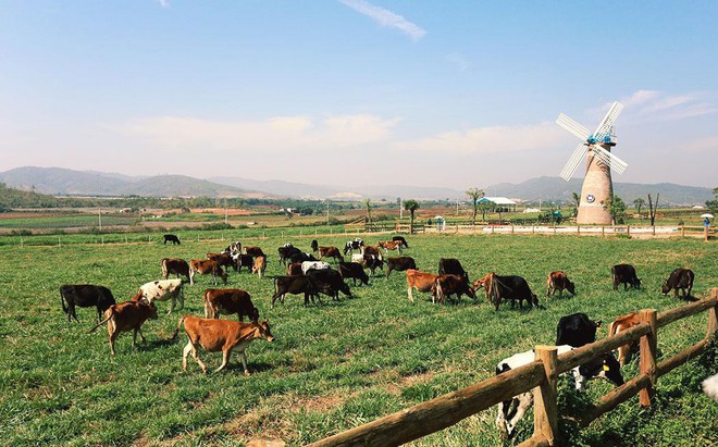 Cận cảnh trang trại bò sữa Organic chuẩn châu Âu trên cao nguyên Đà Lạt - Ảnh 2.