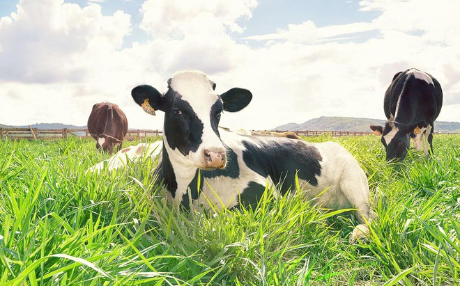 Cận cảnh trang trại bò sữa Organic chuẩn châu Âu trên cao nguyên Đà Lạt - Ảnh 3.